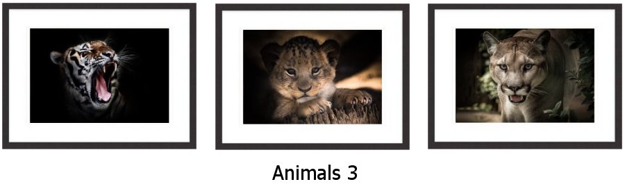 Animals 3 Framed Prints